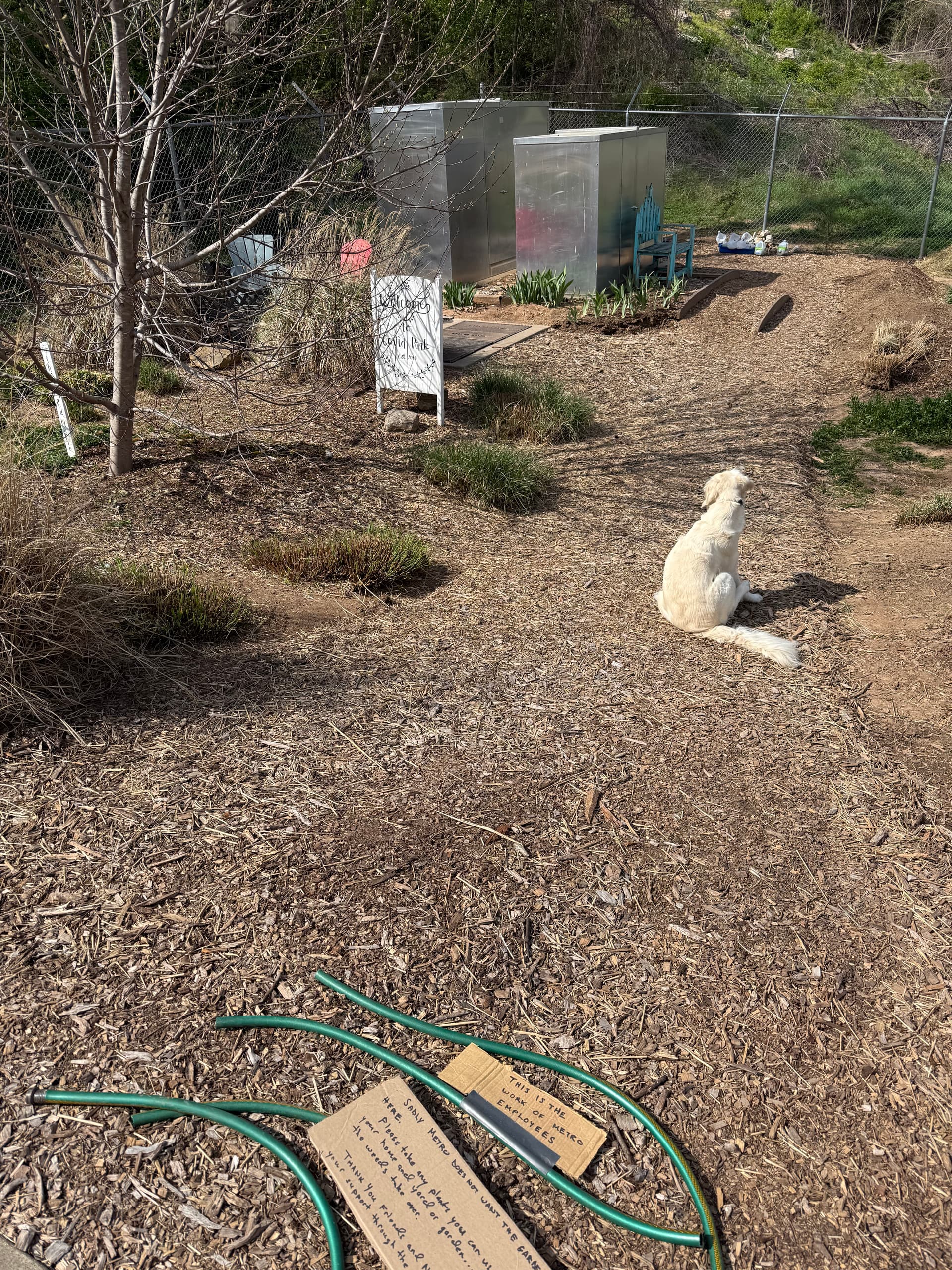 A dog sitting in the garden